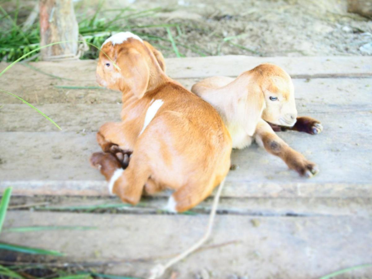 Yaoisland Resort And Farm Яо-Яй Экстерьер фото